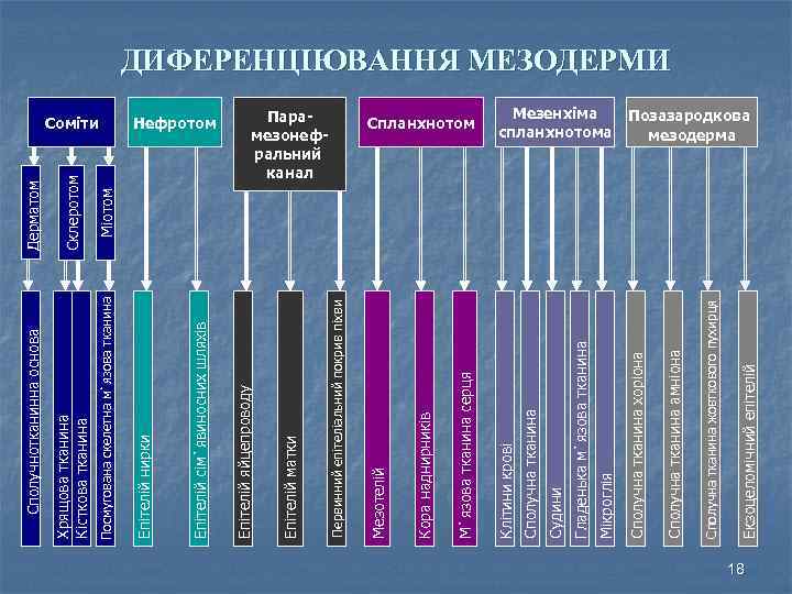 Екзоцеломічний епітелій Сполучна тканина жовткового пухирця Сполучна тканина амніона Мезенхіма спланхнотома Сполучна тканина хоріона