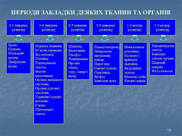 ПЕРІОДИ ЗАКЛАДКИ ДЕЯКИХ ТКАНИН ТА ОРГАНІВ 2 -3 тиждень розвитку Кров; Судини; Кістковий мозок;