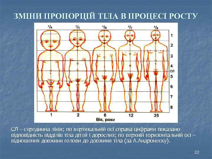 ЗМІНИ ПРОПОРЦІЙ ТІЛА В ПРОЦЕСІ РОСТУ СЛ – серединна лінія; по вертикальній осі справа