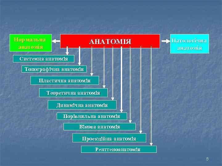 Нормальна анатомія АНАТОМІЯ Патологічна анатомія Системна анатомія Топографічна анатомія Пластична анатомія Теоретична анатомія Динамічна