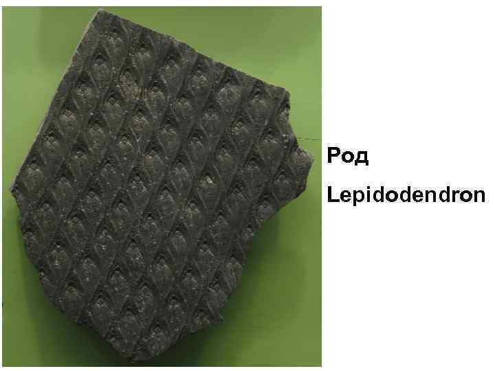 Род Lepidodendron 