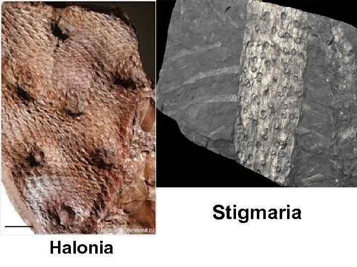 Stigmaria Halonia 