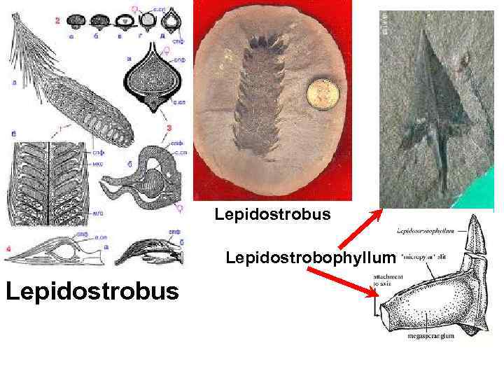 Lepidostrobus Lepidostrobophyllum Lepidostrobus 