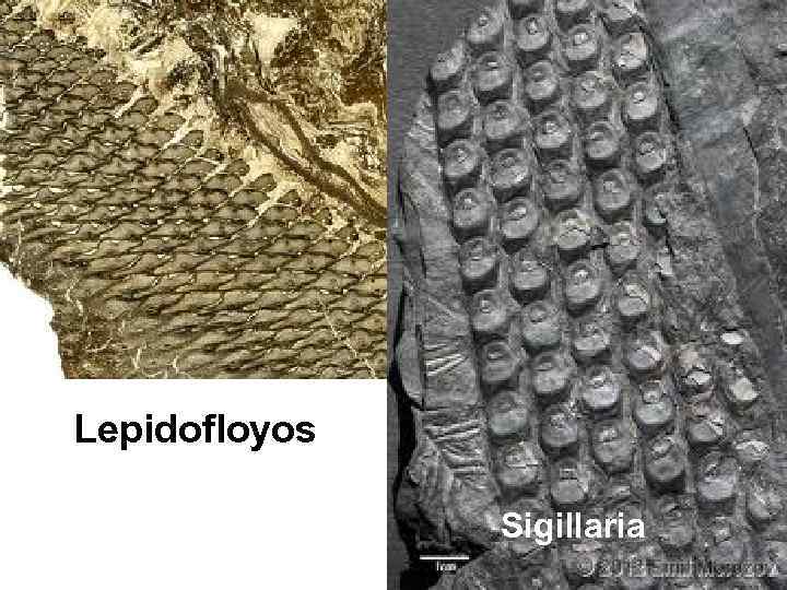 Lepidofloyos Sigillaria 