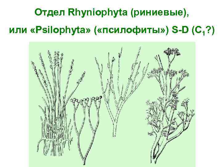 Отдел Rhyniophyta (риниевые), или «Psilophyta» ( «псилофиты» ) S-D (C 1? ) 