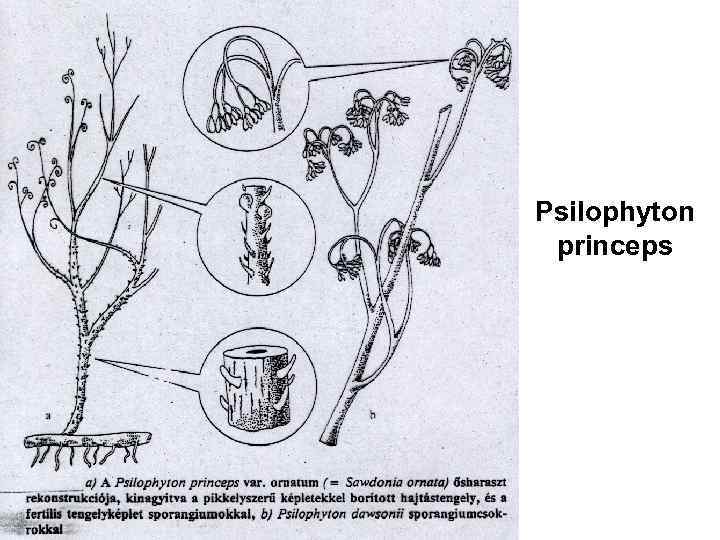 Psilophyton princeps 