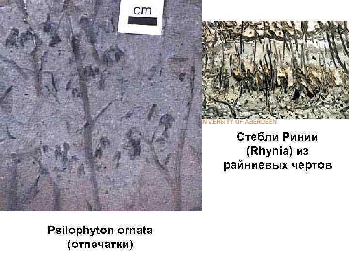 Стебли Ринии (Rhynia) из райниевых чертов Psilophyton ornata (отпечатки) 