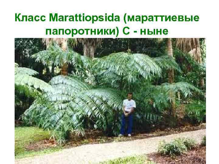 Класс Marattiopsida (мараттиевые папоротники) С - ныне 