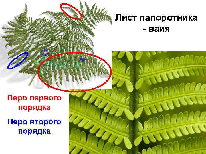 Окраска вайи папоротника