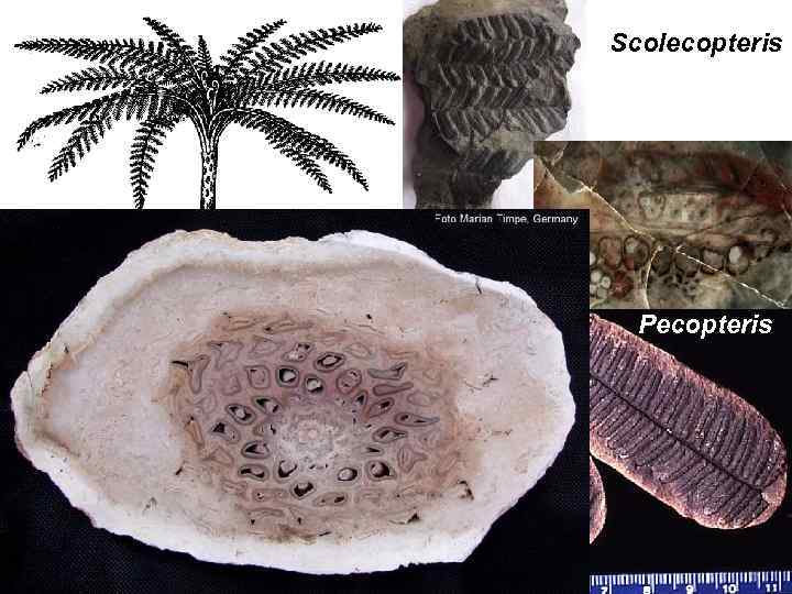 Scolecopteris Psaronius Pecopteris 