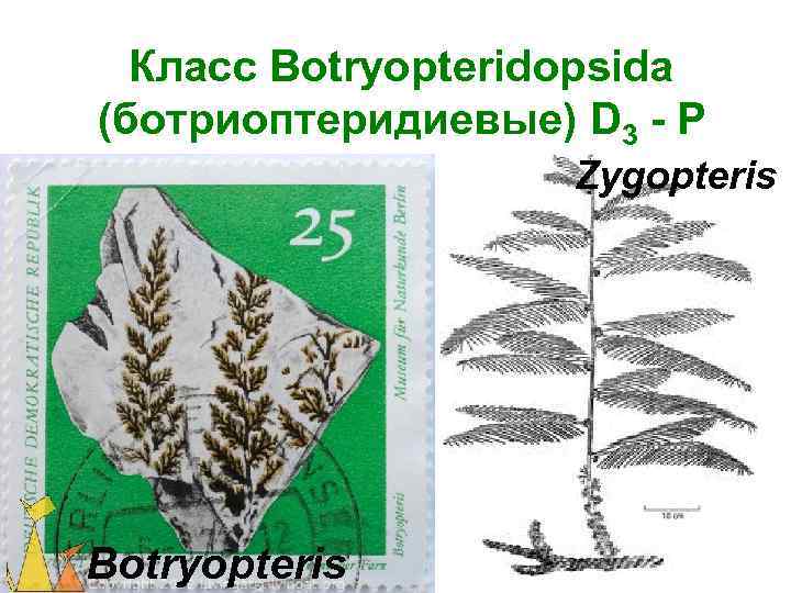 Класс Botryopteridopsida (ботриоптеридиевые) D 3 - P Zygopteris Botryopteris 