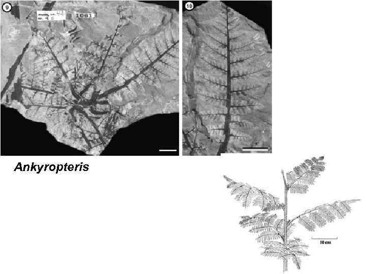 Ankyropteris 