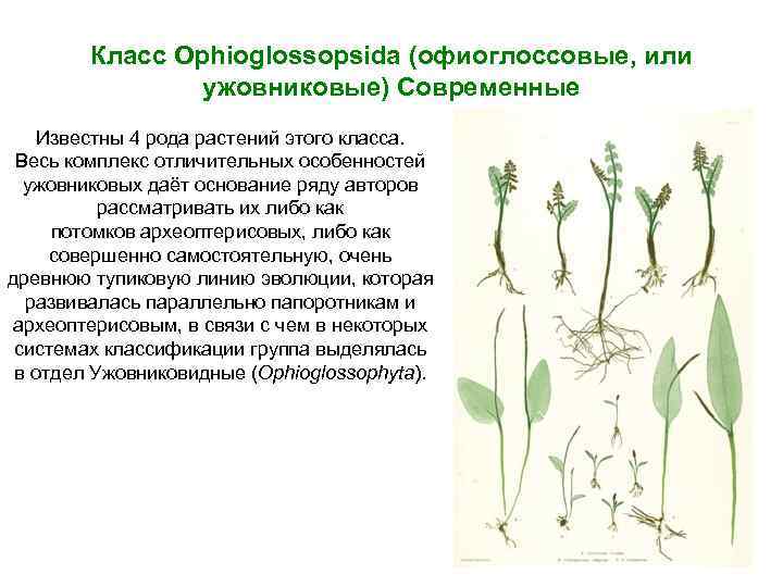 Класс Ophioglossopsida (офиоглоссовые, или ужовниковые) Современные Известны 4 рода растений этого класса. Весь комплекс