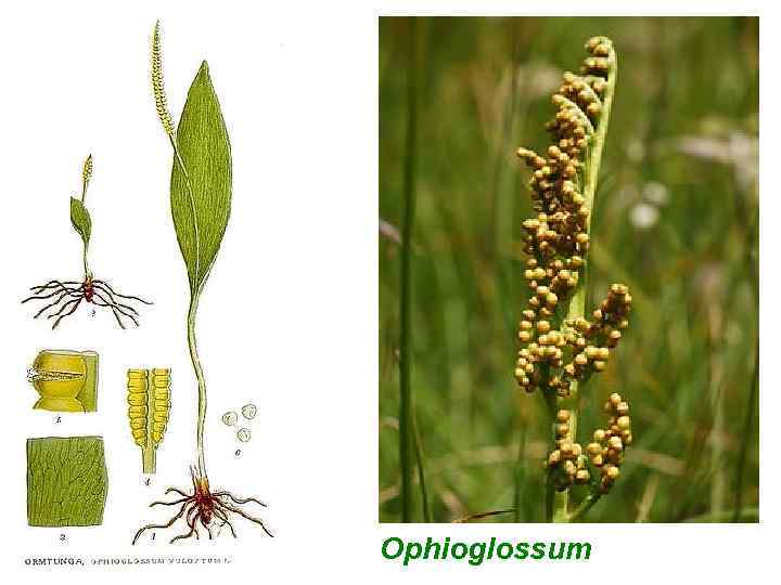 Ophioglossum 