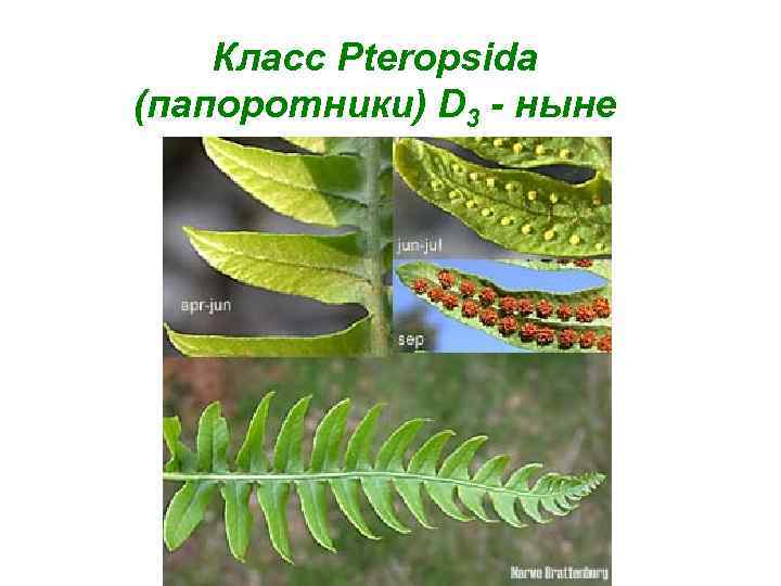 Класс Pteropsida (папоротники) D 3 - ныне 