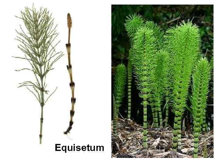 Equisetum 