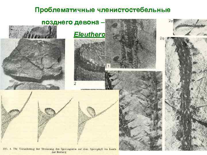 На рисунке изображен медуллоза ноэ семенной папоротник