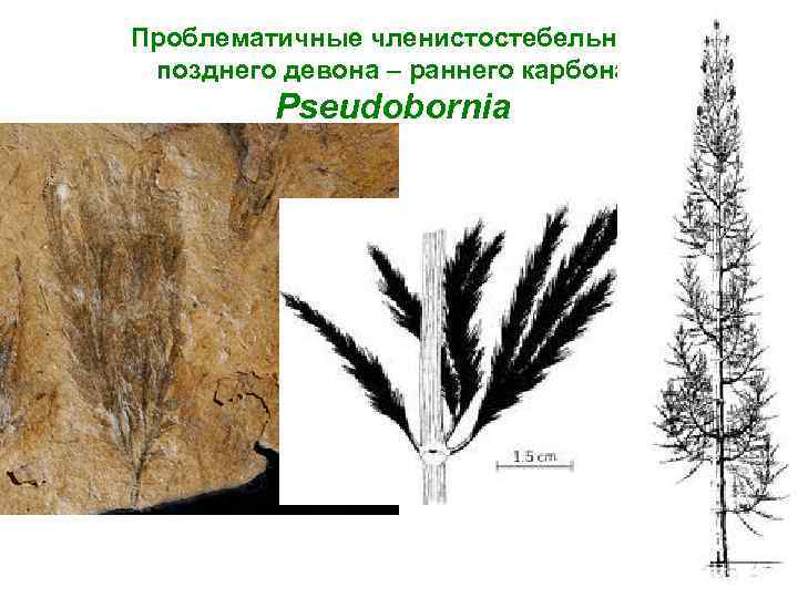 Проблематичные членистостебельные позднего девона – раннего карбона Pseudobornia 