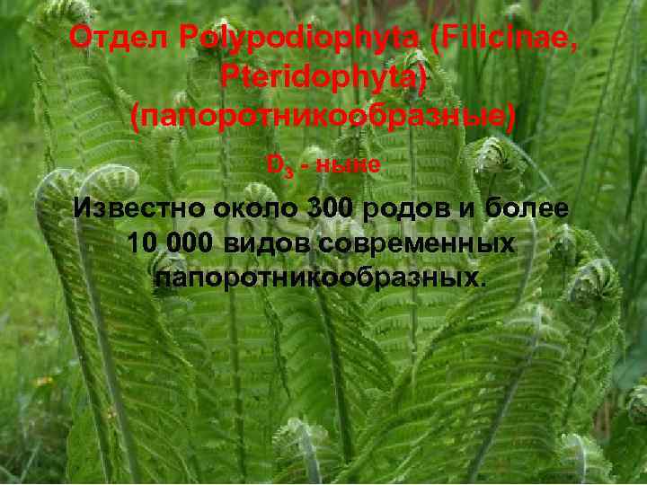 Отдел Polypodiophyta (Filicinae, Pteridophyta) (папоротникообразные) D 3 - ныне Известно около 300 родов и