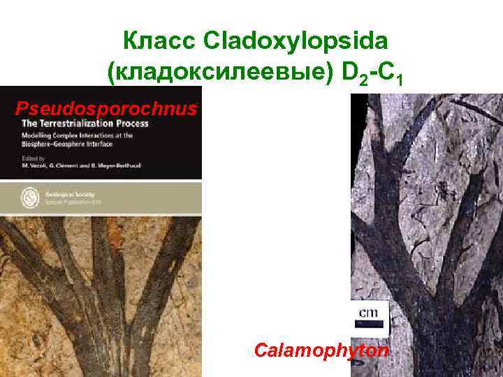 Класс Cladoxylopsida (кладоксилеевые) D 2 -C 1 Pseudosporochnus Calamophyton 