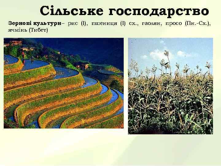  Сільське господарство Зернові культури – рис (І), пшениця (І) сх. , гаолян, просо