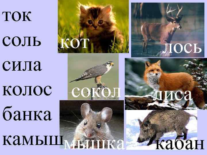 ток соль кот сила колос сокол банка камышмышка лось лиса кабан 