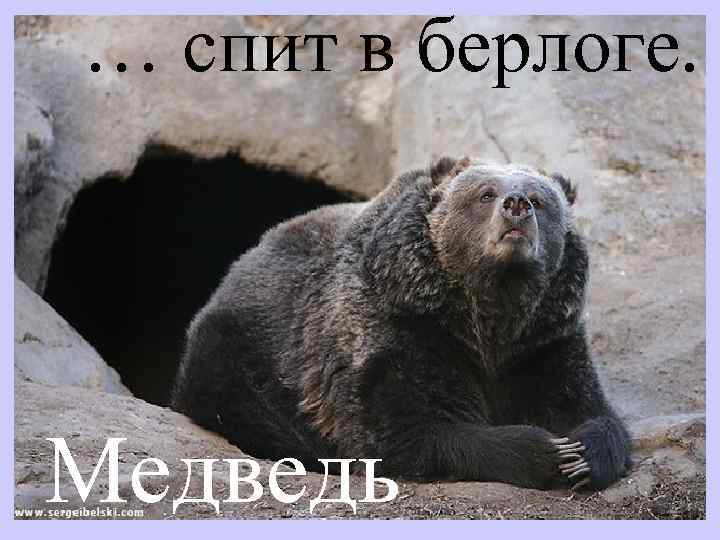 … спит в берлоге. Медведь 