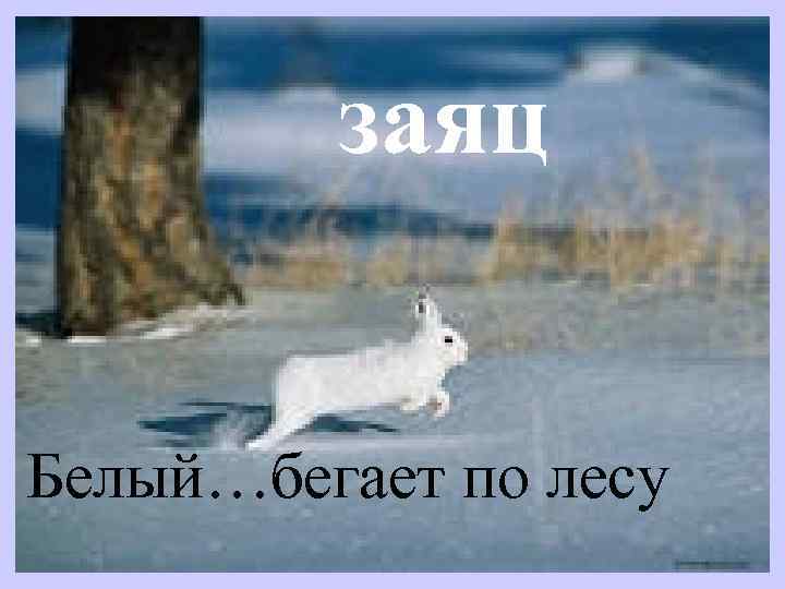 заяц Белый…бегает по лесу 