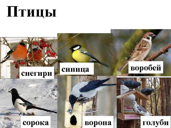 Птицы снегири сорока синица ворона воробей голуби 