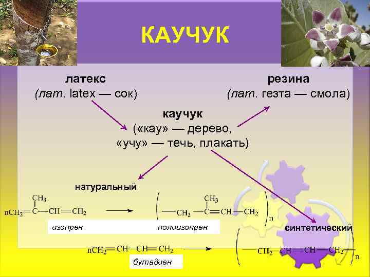КАУЧУК латекс (лат. lаtех — сок) резина (лат. гезта — смола) каучук ( «кау»