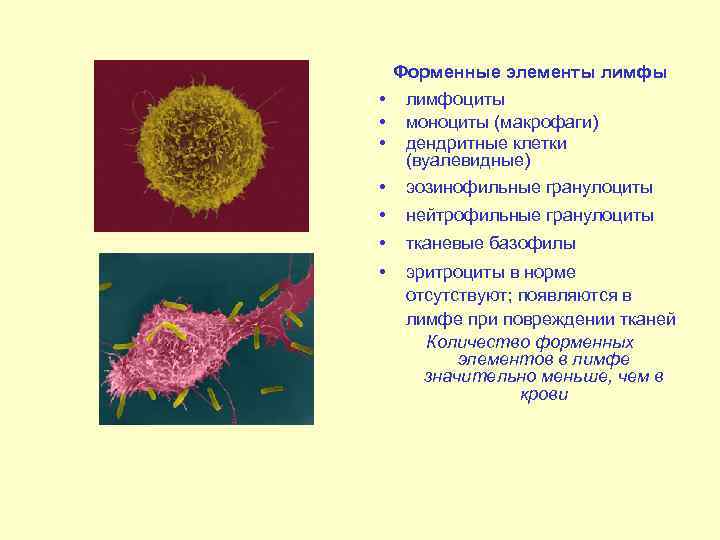  • Форменные элементы лимфоциты моноциты (макрофаги) дендритные клетки (вуалевидные) эозинофильные гранулоциты • нейтрофильные