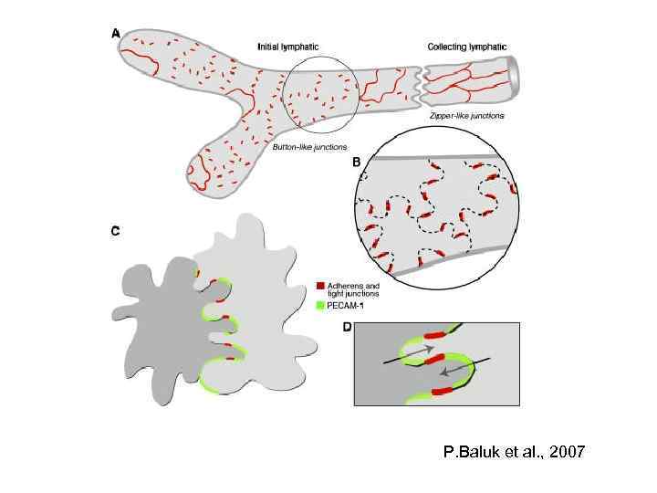 P. Baluk et al. , 2007 