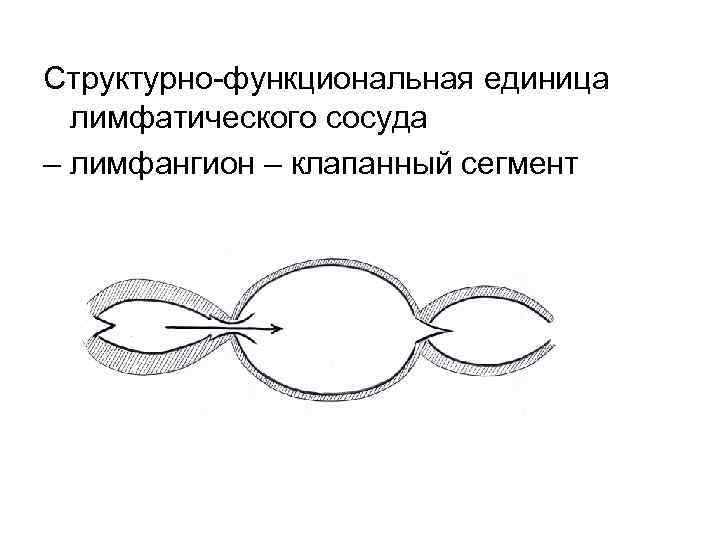 Структурно-функциональная единица лимфатического сосуда – лимфангион – клапанный сегмент 
