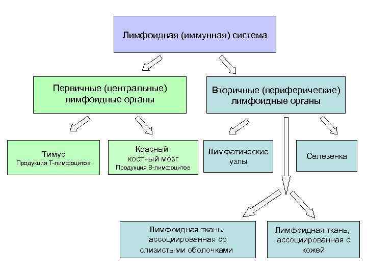 Перетащи правильные. Первичные и вторичные органы лимфоидной системы. Структура иммунной системы схема. Органы лимфатической системы таблица. Иммунная система Центральная и периферическая схема.