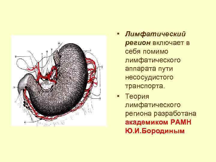  • Лимфатический регион включает в себя помимо лимфатического аппарата пути несосудистого транспорта. •