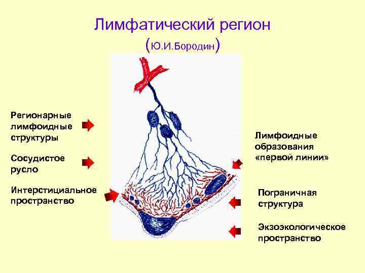 Структурные элементы стенки лимфатического капилляра