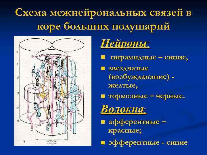 Схема межнейронных связей в коре мозжечка