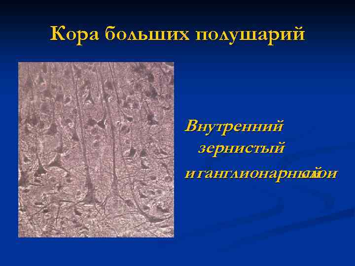 Кора больших полушарий Внутренний зернистый и ганглионарный слои 