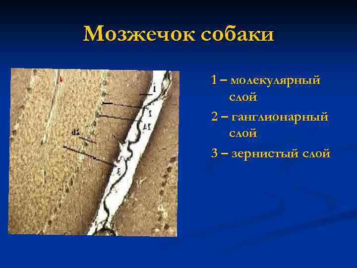 Мозжечок собаки 1 – молекулярный слой 2 – ганглионарный слой 3 – зернистый слой