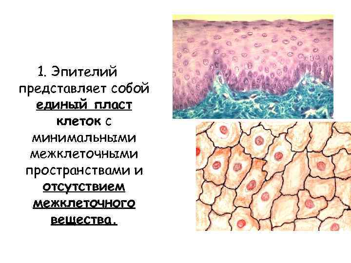 1. Эпителий представляет собой единый пласт клеток с минимальными межклеточными пространствами и отсутствием межклеточного