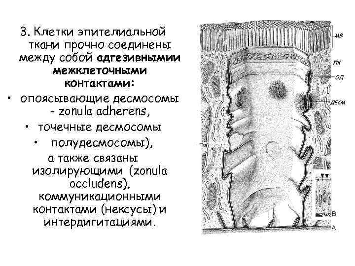 3. Клетки эпителиальной ткани прочно соединены между собой адгезивнымии межклеточными контактами: • опоясывающие десмосомы