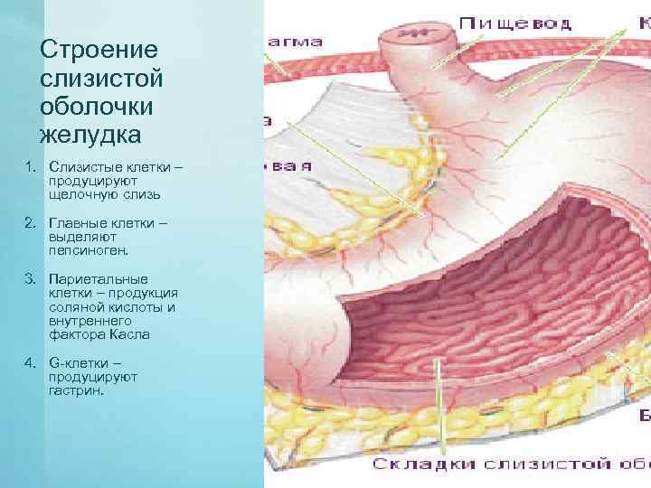 Строение слизистой оболочки желудка 1. Слизистые клетки – продуцируют щелочную слизь 2. Главные клетки