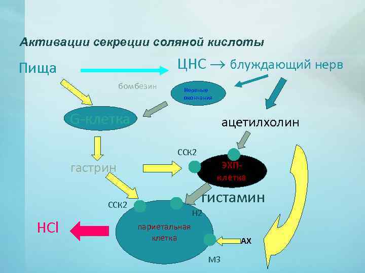 Активации секреции соляной кислоты ЦНС блуждающий нерв Пища бомбезин Нервные окончания G-клетка ацетилхолин ССК
