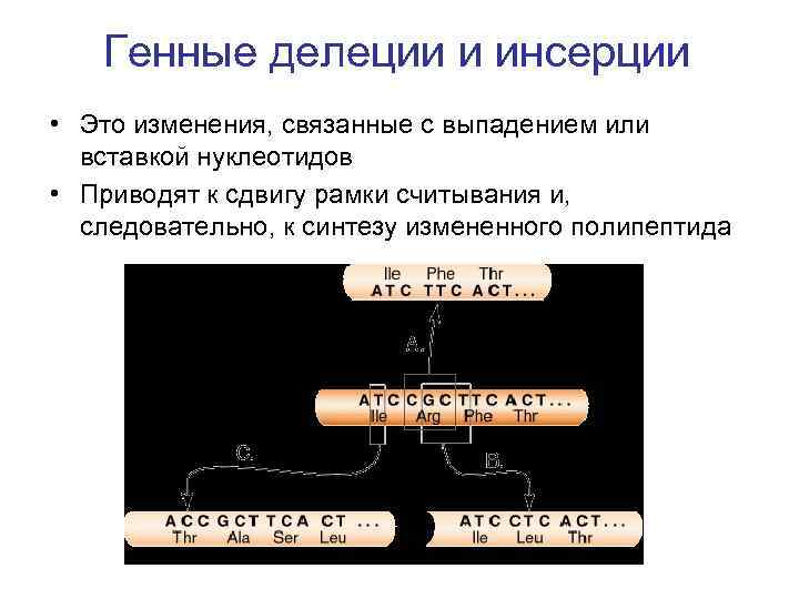  Генные делеции и инсерции • Это изменения, связанные с выпадением или вставкой нуклеотидов