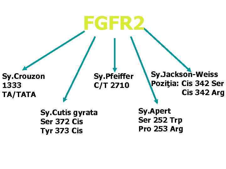  FGFR 2 Sy. Crouzon Sy. Pfeiffer Sy. Jackson-Weiss 1333 C/T 2710 Poziţia: Cis