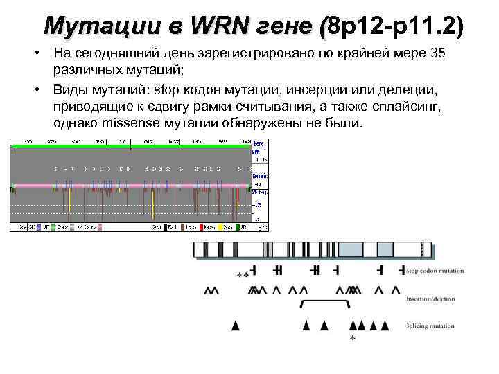  Мутации в WRN гене (8 p 12 -p 11. 2) ( • На