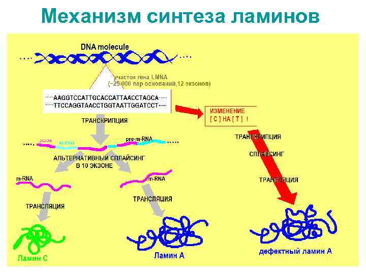 Механизм синтеза ламинов 