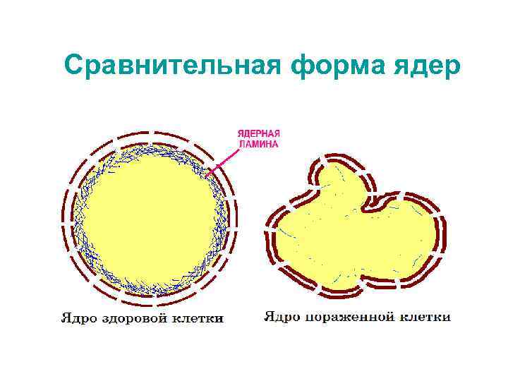 Сравнительная форма ядер 