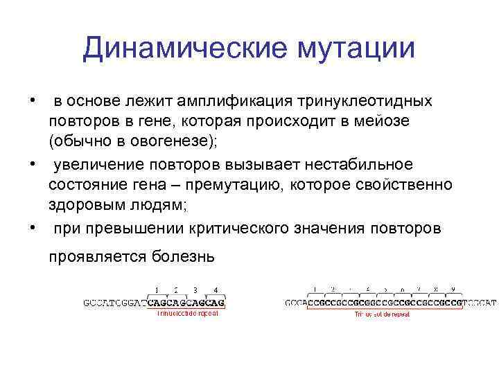  Динамические мутации • в основе лежит амплификация тринуклеотидных повторов в гене, которая происходит