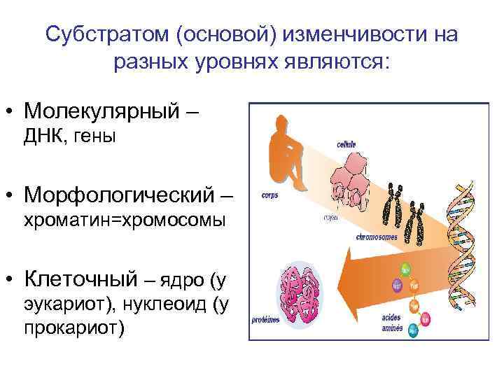  Субстратом (основой) изменчивости на разных уровнях являются: • Молекулярный – ДНК, гены •